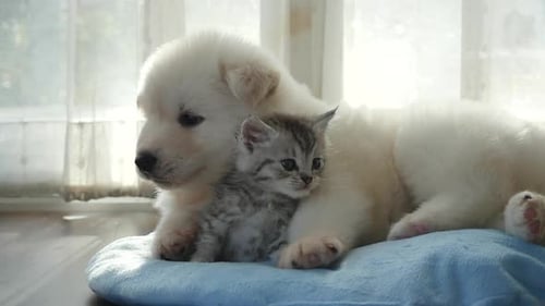 White Puppy and Tabby Kitten Resting Together