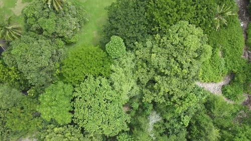 Aerial Forest
