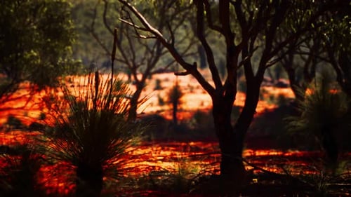 Slow Panning Shot Through Red Arid Landscape with Trees