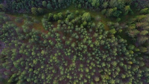 Aerial View of Forest Trees Standing Tall in the Middle of Forest in Norway