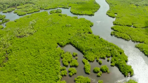 Aerial View of Mangrove Forest and River