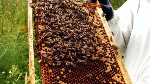 Imker hält und untersucht Bienenstock