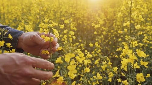 Farmer Inspects the Stems of Flowering Rapeseed in the Field