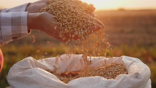 Hands Holding and Releasing Wheat Grains at Sunrise