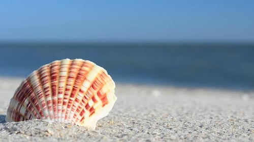 Cockleshells 53