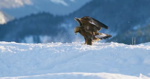 Golden Eagle Landing in the Snow at Mountain Peak at the Winter