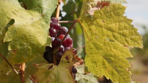 Slow tilt on common grape vine fruit 1920X1080 HD footage - Close-up of Vitis vinifera plant before