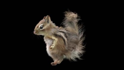 Chipmunk: Tanzen HD