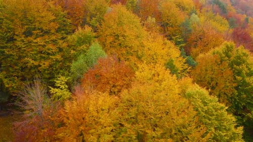 View From the Height on a Bright Yellow Autumn Forest