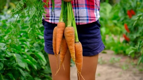 Child Holds Fresh Carrots in a Garden
