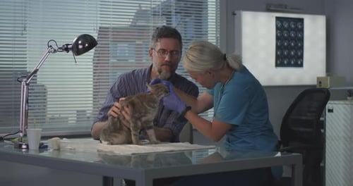 Veterinarian Examining a Gray Tabby Cat in Clinic