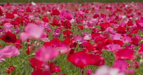 Fleur de pavot rose dans le jardin