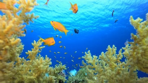 Underwater Sea Fish Coral Reef