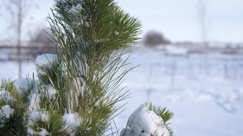 Schneebedeckter immergrüner Baum