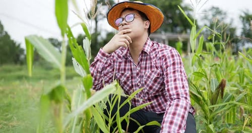 Young Adult Farmer Inspecting Corn Crop