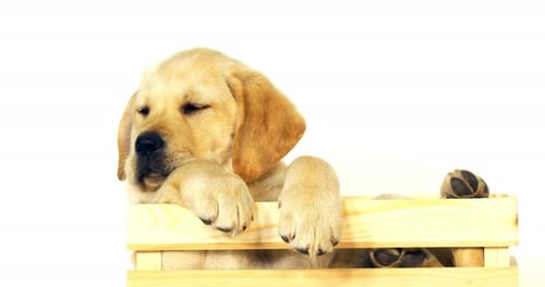 Gelber Labrador Retriever, Welpe spielt in einer Box auf weißem Hintergrund, Normandie, Zeitlupe 4K