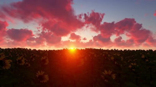 Beauty Sunset Over Sunflowers Field
