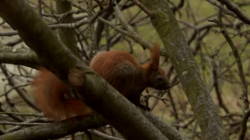 Red Squirrel Standing on the Branch