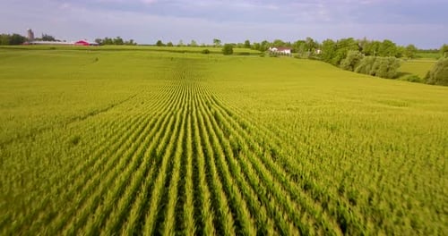 Low aerial flying over a large corn field