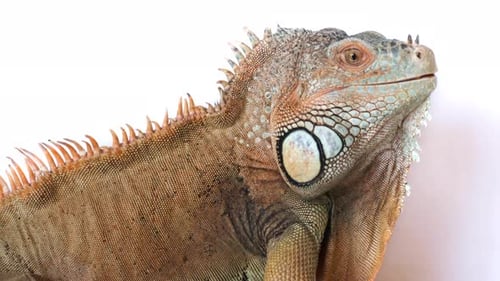 Grand iguane sur fond blanc