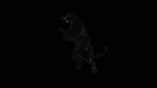 Realistic Black Panther Rearing Up and Attacking 3D Animation