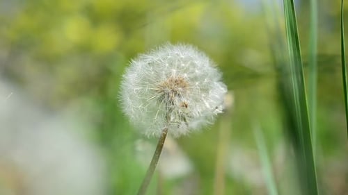 Löwenzahn im Frühling