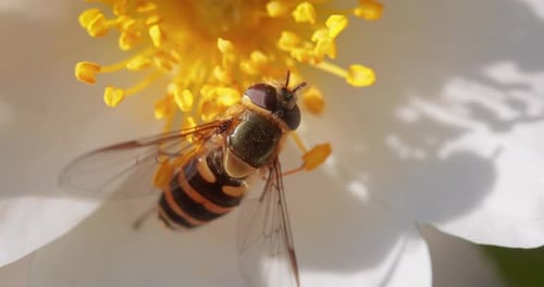 Striking Insect Gathering Pollen on Flower