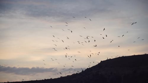Ein Schwarm Möwenvögel fliegt nach Sonnenuntergang unter dunklem Himmel über dem Meer entlang der felsigen Küste