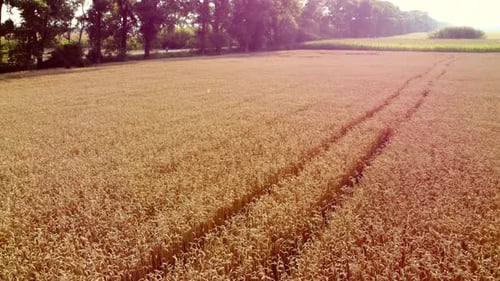Aerial Drone View Flight Over Field Ears of Wheat with Ripened Grains in Field