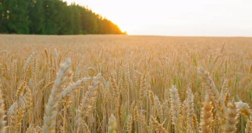 Dolly Slider revela un campo de trigo al atardecer con destellos de sol