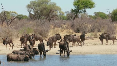 Wildebeest Gather and Drink at Watering Hole
