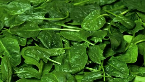 Green spinach leaves. Greens rotating background. Fresh organic spinach leaves
