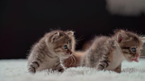 Group of Small Kittens Moving Around