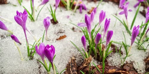 Crocus Flowers Blooming Snow Spring