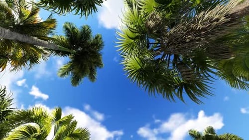Rotating Low Angle View of Tropical Palm Trees and Blue Sky