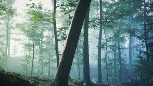 Sunny Silhouetted Forest with Sunbeams Through Fog