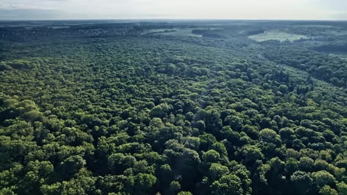 Top Down View Mixed Forest Woodland Aerial