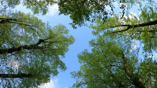 Green Trees on a Sunny Summer Day