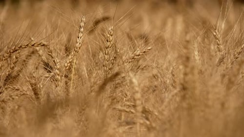 Golden Wheat Field Swaying in the Breeze