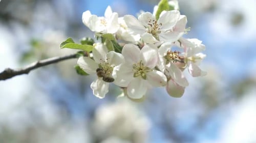 Biene bestäubt eine weiße Blume im Obstbaumgarten in sonniger Frühlingsnatur