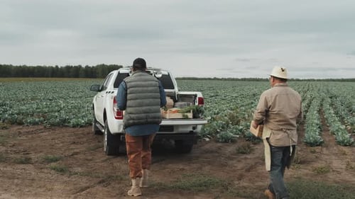 Farmers Loading Fresh Vegetables onto Pickup Truck