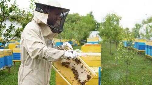 Beekeeper on an Apiary Beekeeper is Working with Bees and Beehives on the Apiary Beekeeping or