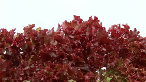 Close Up of Fresh Red Lettuce