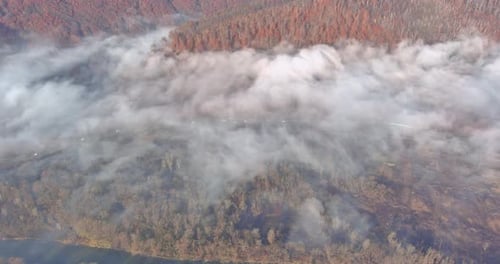 Misty Forest on the Mountain Slope in a Amazing Nature