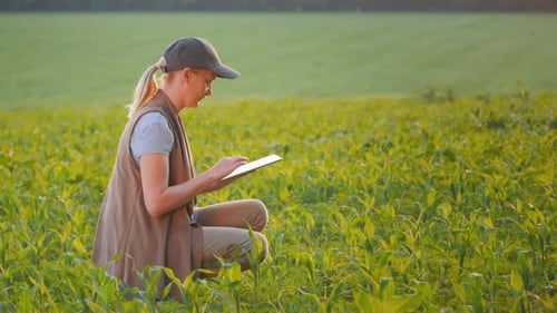 Side View of of A Farmer Works in a Field of Young Corn Uses a Tablet