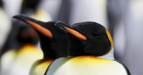 King Penguins Standing Together Outside in the Sun