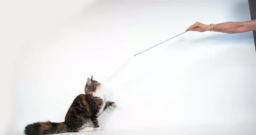 Brown Tortie Blotched Tabby and White Maine Coon Domestic Cat, Female playing