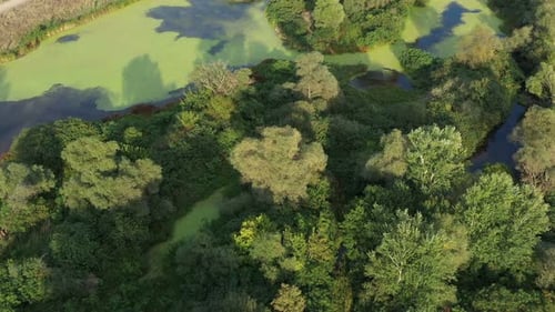 Flug über einen schönen See mit grüner Vegetation 12