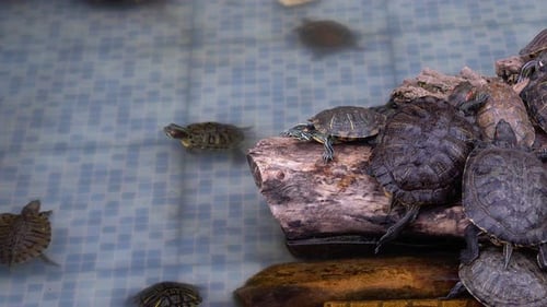 Tortues d'eau dans la piscine
