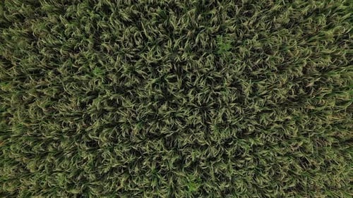 Footage of summer rice field